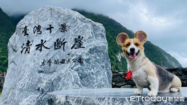 幫柯基剃毛!嚕完背上驚見「黑面膜」爸認手滑:本來是米老鼠