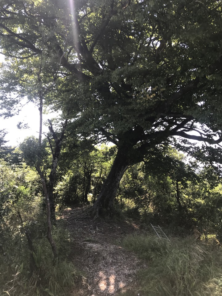 仲秋秋意涼 太平山爆棚