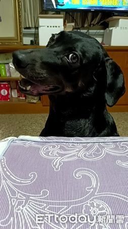 汪被吊橋嚇到軟腳不肯走她扛40KG「狗肉瓦斯」：走到快斷氣