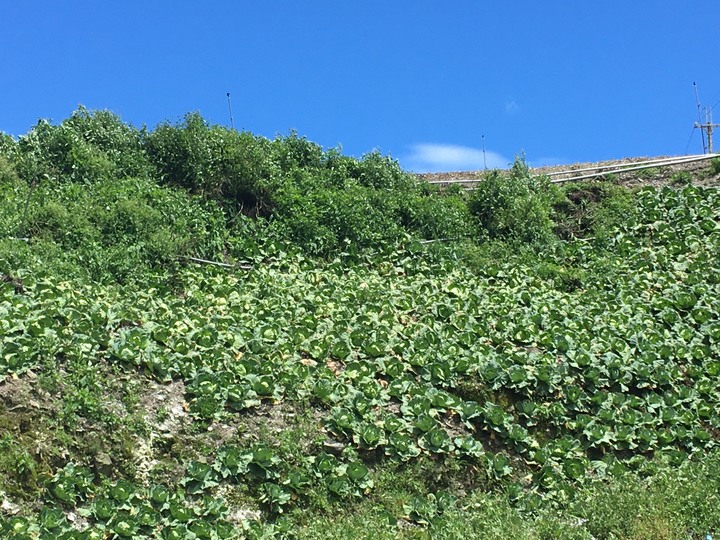 南台灣的合歡山-南橫三星(山)