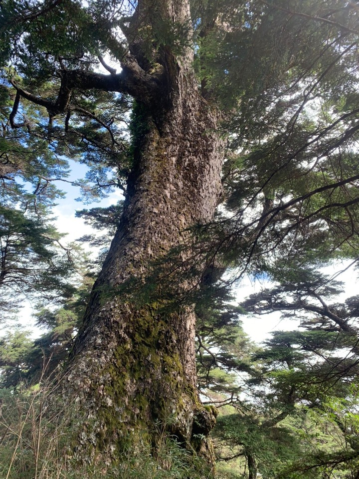 南台灣的合歡山-南橫三星(山)