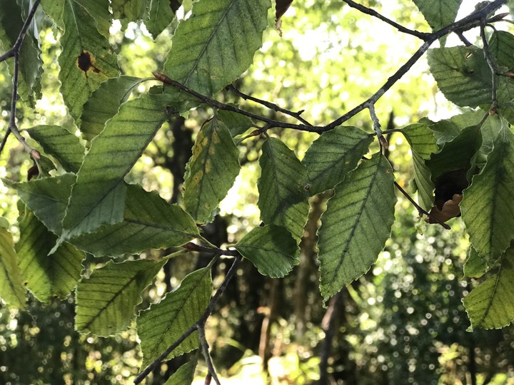 仲秋秋意涼 太平山爆棚