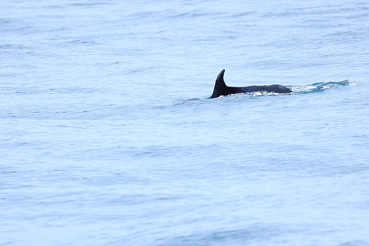 (映像分享) 遠眺、賞鯨輕鬆暢遊 in龜山島 feat. Canon RF100-400mm f/5.6-8 IS USM & EOS R6