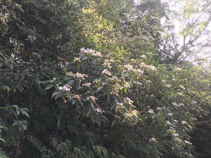 仲秋秋意涼 太平山爆棚