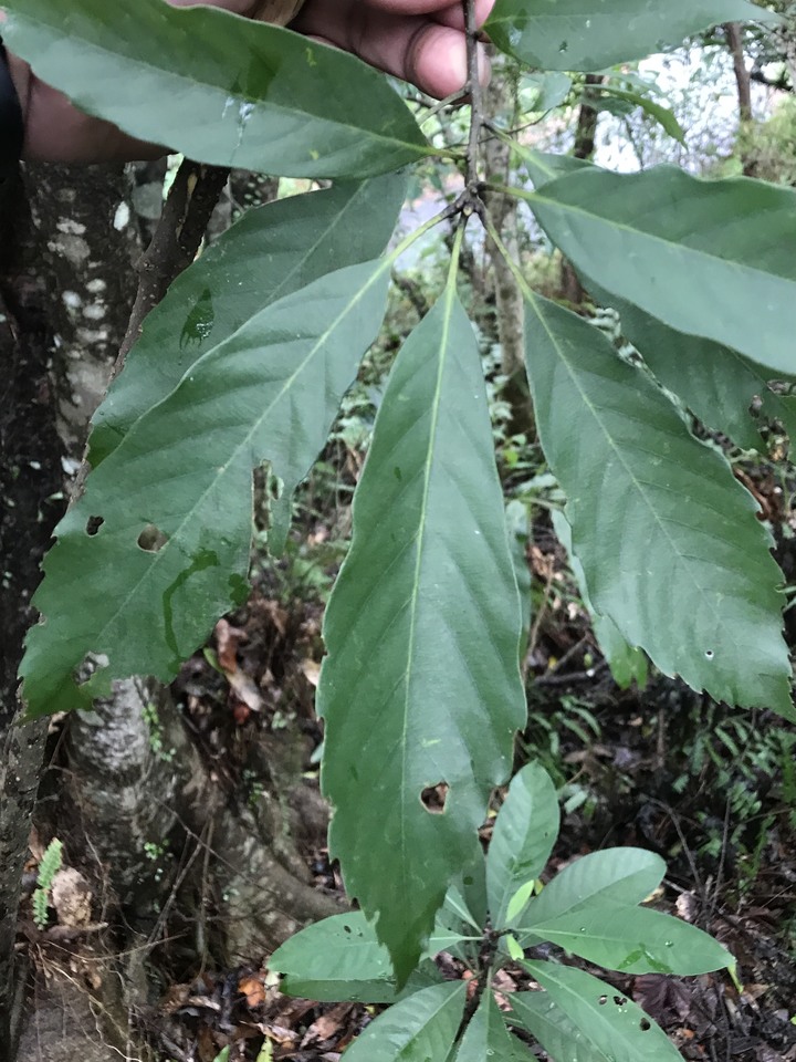 小雲豹登山記&工程車落難記&大野狼驗車記