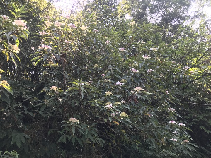 仲秋秋意涼 太平山爆棚