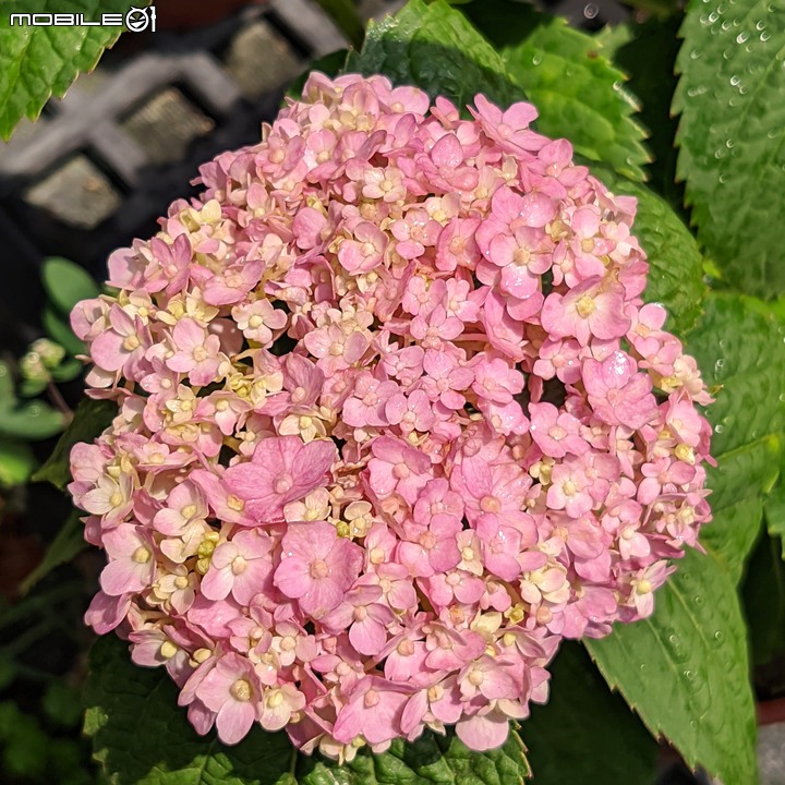紅花赤楠+藍雪花 台南市歸仁區七甲花卉區 09/17