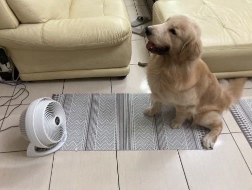 【體驗心得】為了狗兒子買了 Vornado循環扇(610DC)