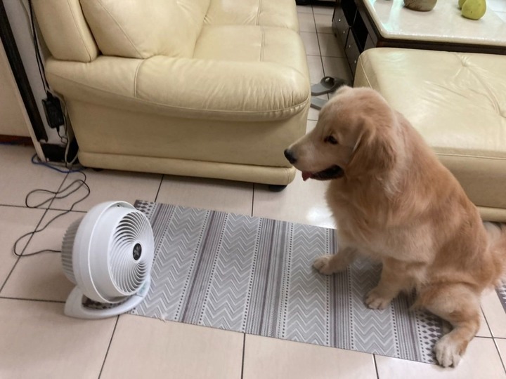 【體驗心得】為了狗兒子買了 Vornado循環扇(610DC)