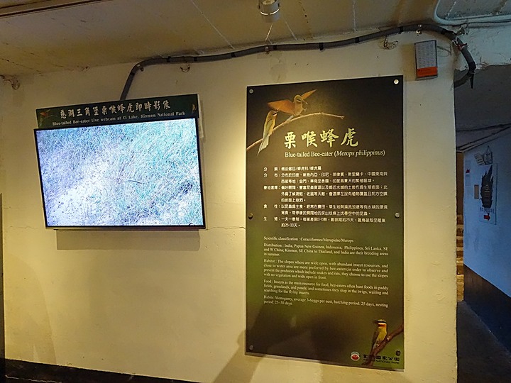 慈湖三角堡,尋不著栗喉蜂虎,看見了戴勝 — 盛夏金門四日行 金寧篇 第3部