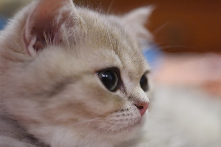 最近成為鏟屎官