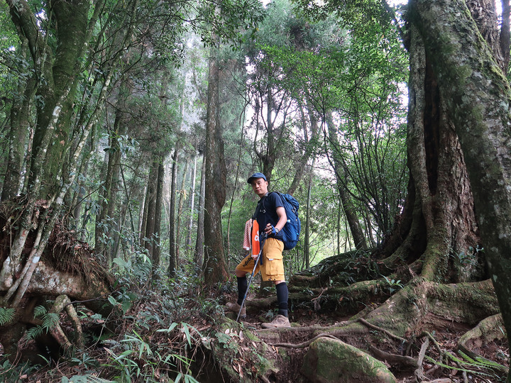 【溪頭鳳凰山.南鳳凰山.天文台】一日O型縱走