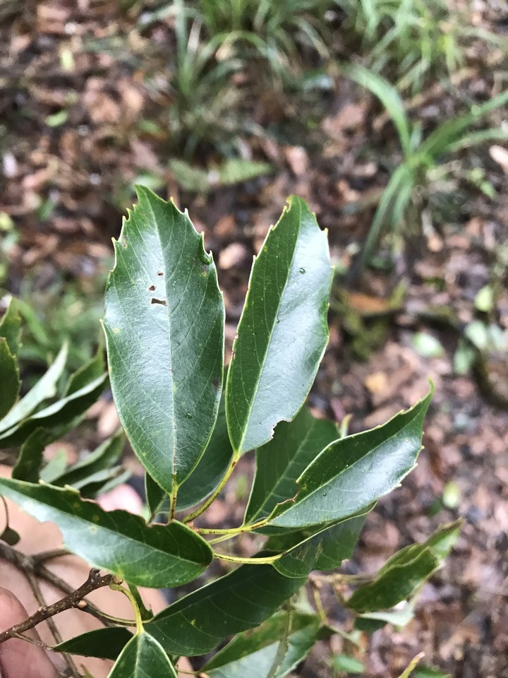 小雲豹登山記&工程車落難記&大野狼驗車記
