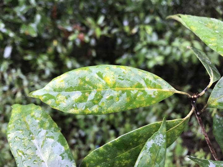 小雲豹登山記&工程車落難記&大野狼驗車記