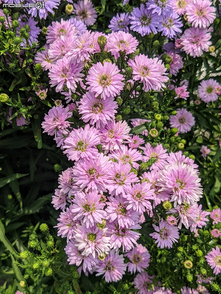 紅花赤楠+藍雪花 台南市歸仁區七甲花卉區 09/17