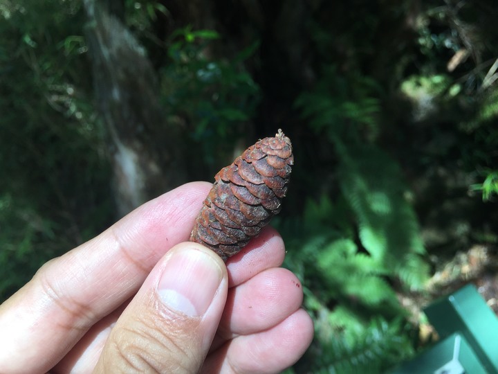 南台灣的合歡山-南橫三星(山)