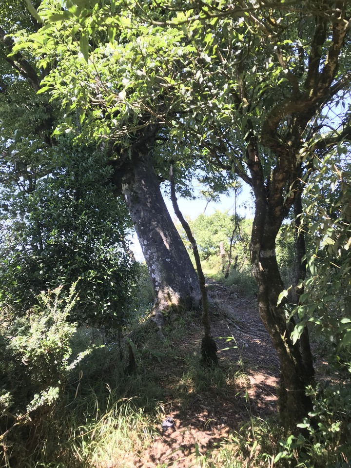 仲秋秋意涼 太平山爆棚