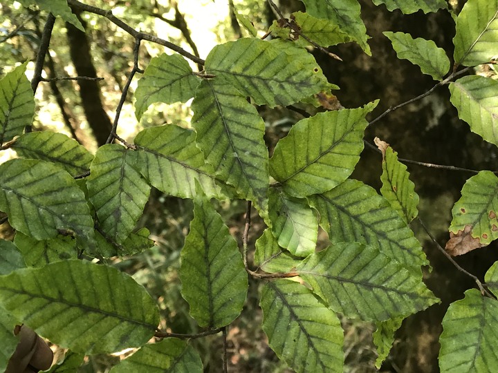 仲秋秋意涼 太平山爆棚
