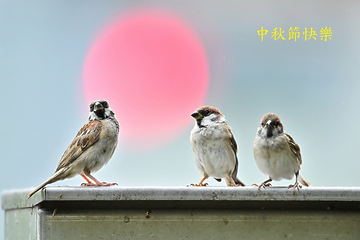 點我看大圖 863PF不用腳架拍市區麻雀,仰角手持、放置平台、以豆袋承載放置地上,先祝福中秋節快樂!
