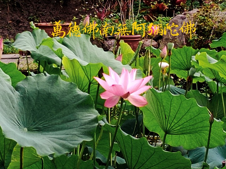 憂鬱症/死亡/修行/萬德佛南無阿彌陀佛/西方極樂世界