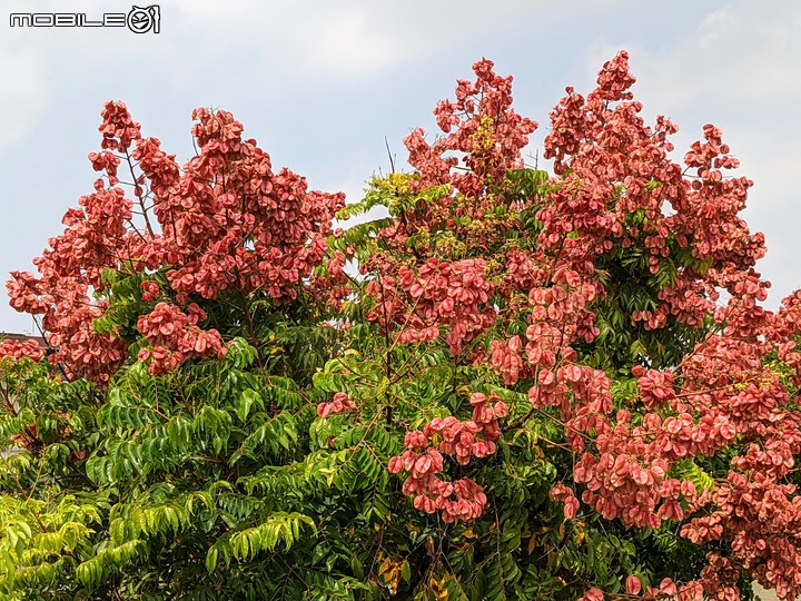 胡麻花 台南市西港區綠川廊道 10/08