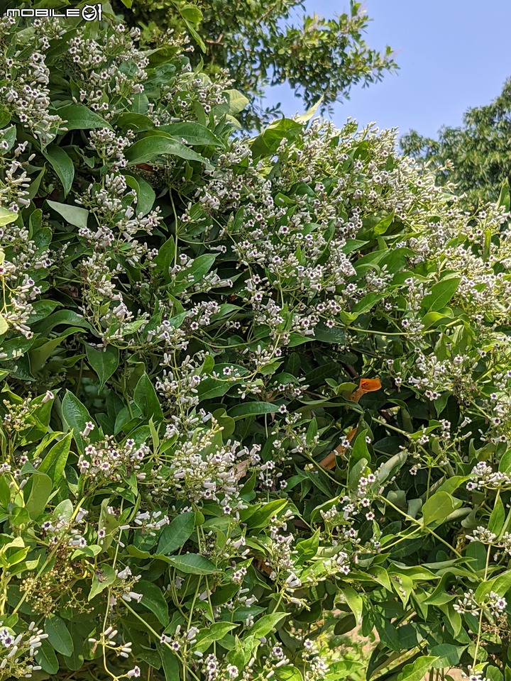 毛苦參 台南市安南區四草台江國家公園 10/15