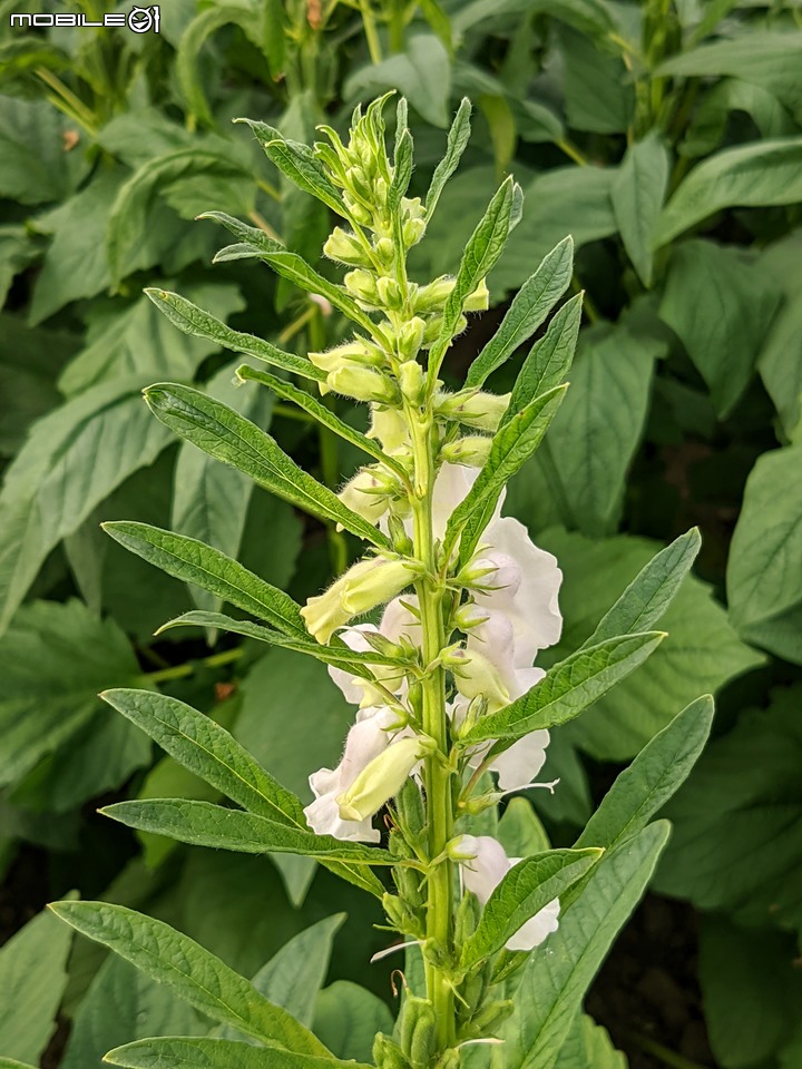 胡麻花 台南市西港區綠川廊道 10/08