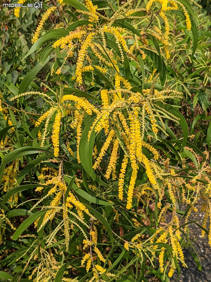 黑板樹 台南市安平區億載公園 10/10