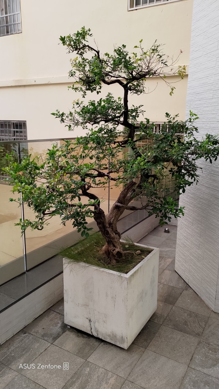 七里香枯枝請益
