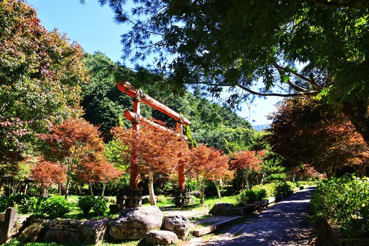 杉林溪秋季限定美景！黃金水杉林、上千棵楓樹隨秋意染色成「彩色森林」