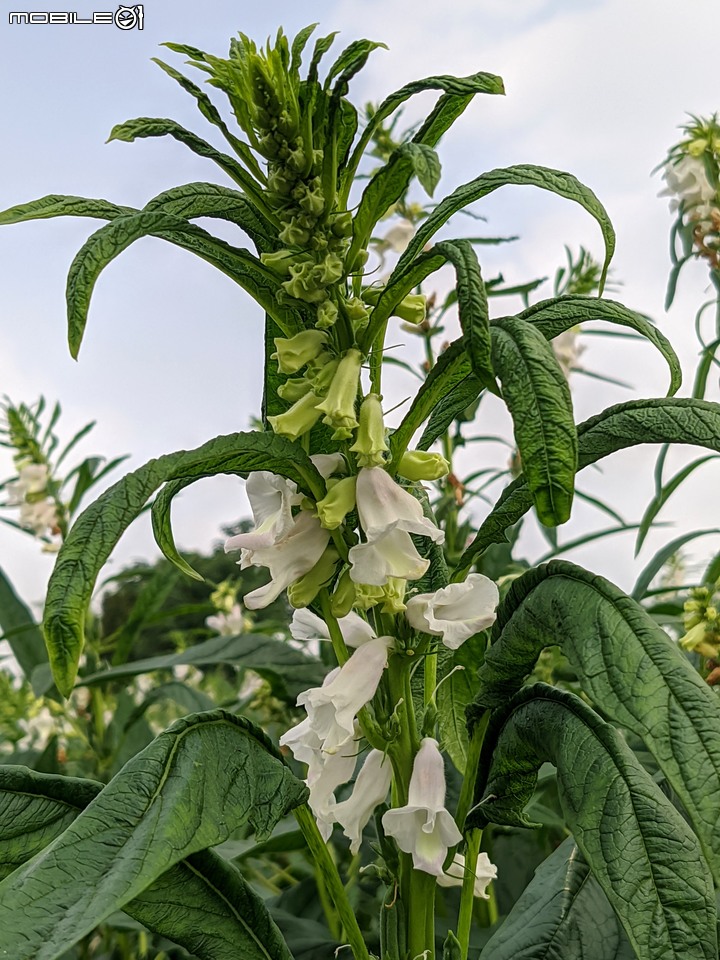 胡麻花 台南市西港區綠川廊道 10/08