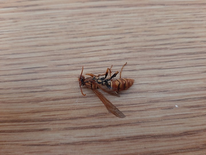 請問這是什麼鋒