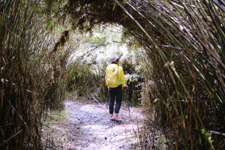 點我看大圖 【桃山喀拉業】一日二秀 | 比合歡西峰還要鳥的鳥山