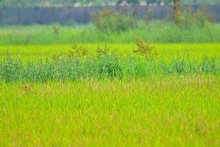 手持Nikon Z9+445+2.0X拍下麻雀群飛及追拍燕子