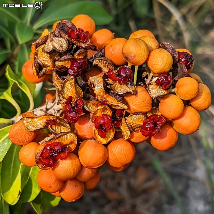 黑板樹 台南市安平區億載公園 10/10