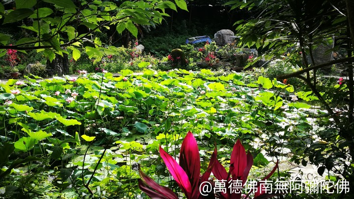 憂鬱症/死亡/修行/萬德佛南無阿彌陀佛/西方極樂世界