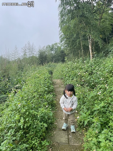 親子小百岳｜#57梨子腳山：穿梭竹林霧裡行，頂上茶園映眼簾