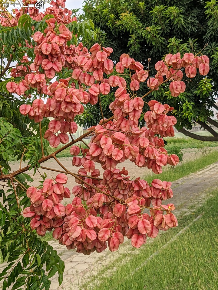 胡麻花 台南市西港區綠川廊道 10/08