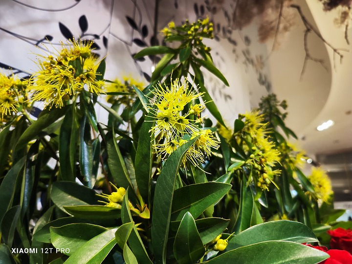 【Xiaomi 12T Pro】 開箱 + 實拍分享 + 體驗會～享受年輕人的第一個兩億！