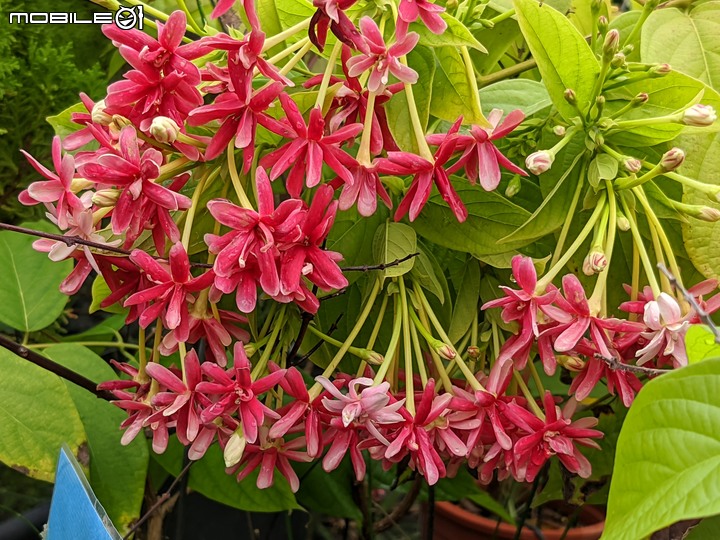白鷺莞+重瓣使君子花 台南市歸仁區七甲花卉區 10/22