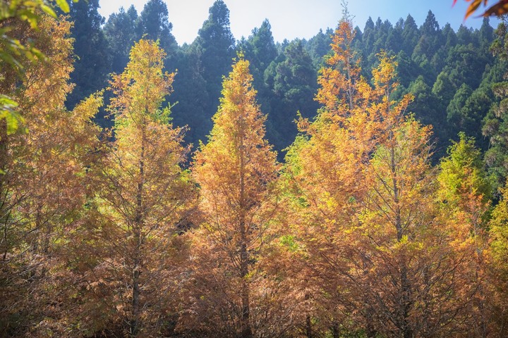 南投杉林溪一日遊賞楓葉與山林美景分享