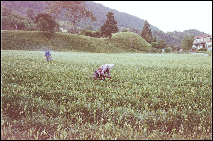 過期變質的kodak c200