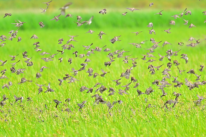 手持Nikon Z9+445+2.0X拍下麻雀群飛及追拍燕子