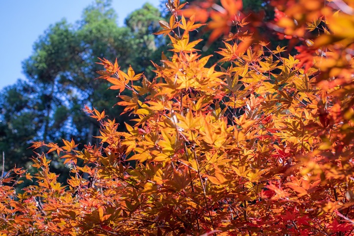 南投杉林溪一日遊賞楓葉與山林美景分享