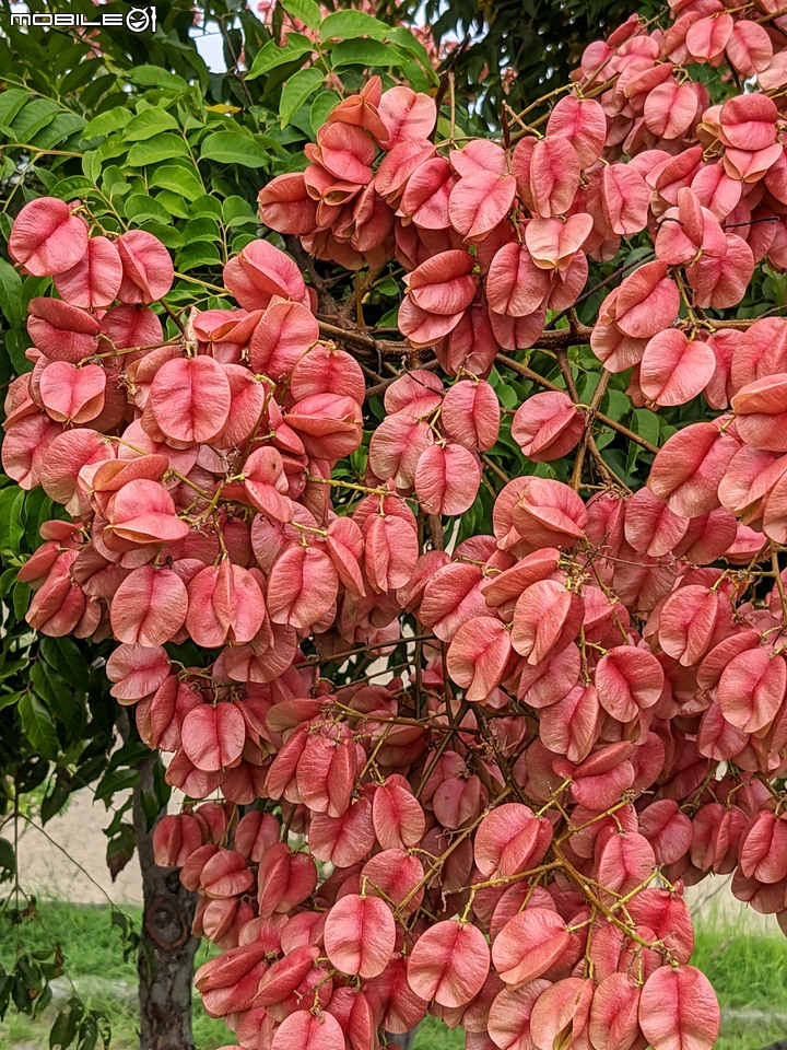 胡麻花 台南市西港區綠川廊道 10/08