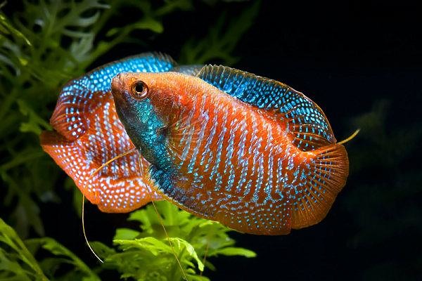 有人養過麗麗魚嗎?