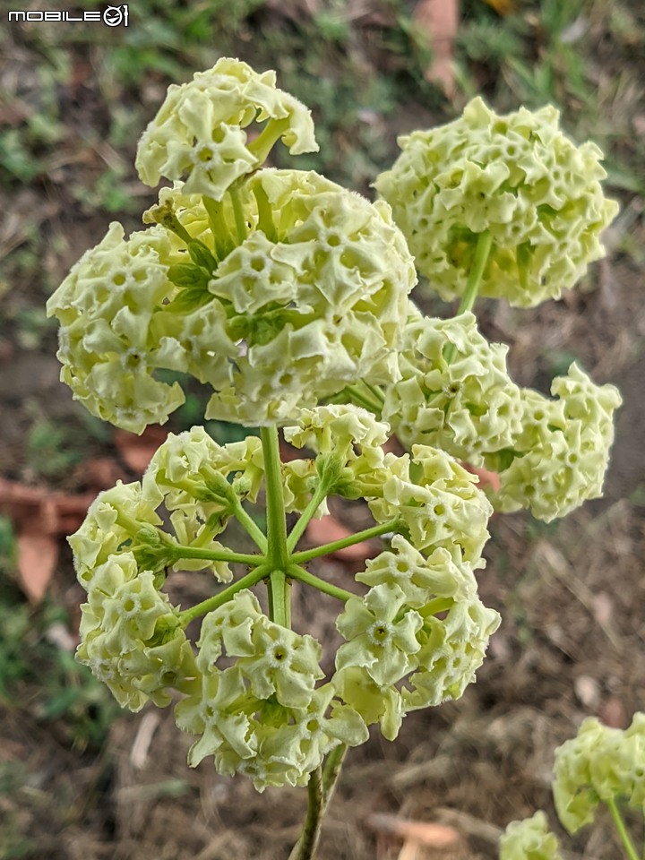 黑板樹 台南市安平區億載公園 10/10