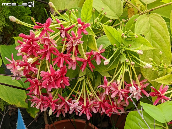 白鷺莞+重瓣使君子花 台南市歸仁區七甲花卉區 10/22