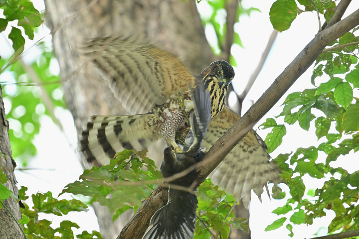 445加了2.0X加倍鏡畫質優，對焦快，暗部對焦需手動幫推，鳳頭蒼鷹的掛鳥網解救及抓食紅冠水雞亞成鳥。