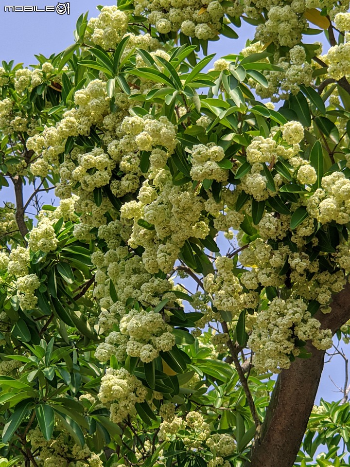 黑板樹 台南市安平區億載公園 10/10